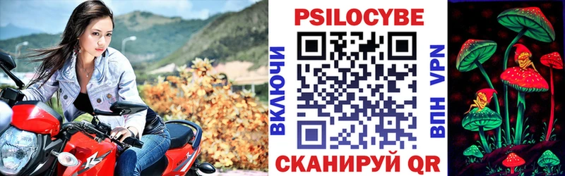 kraken как зайти  Тайга  Галлюциногенные грибы Psilocybine cubensis  как найти наркотики 